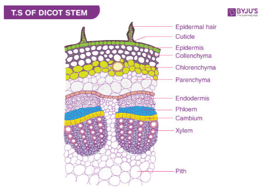 Dicot Stems